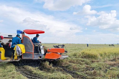 Bảo vệ tốt vụ thu đông 2021