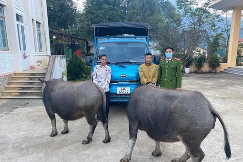 Mới ra tù vì trộm trâu lại tiếp tục đi trộm trâu