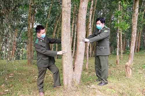 Hướng phát triển kinh tế bền vững từ trồng rừng gỗ lớn