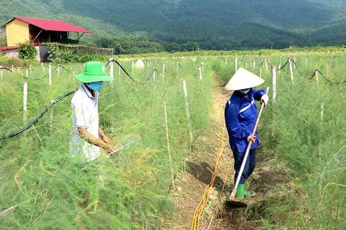 Xây dựng chuỗi liên kết sản xuất