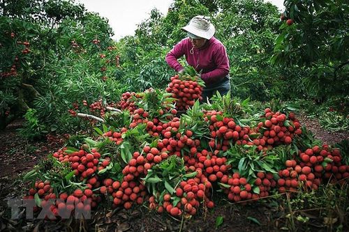 Nâng cao năng lực thực thi Hiệp định SPS