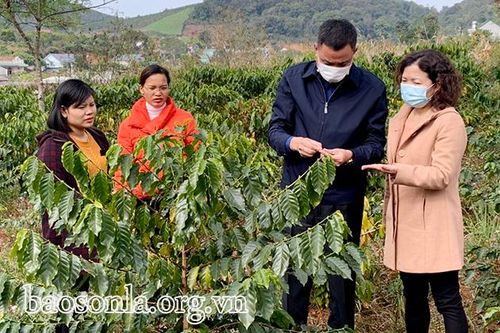 Khuyến cáo người sản xuất không thu hái lẫn quả cà phê xanh