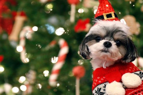 Tiết lộ bài hát Giáng sinh được loài chó yêu thích nhất