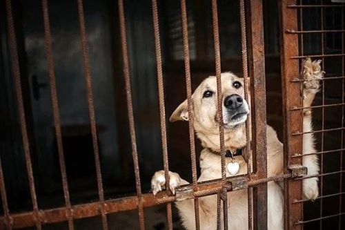 Kêu gọi chấm dứt nạn buôn bán thịt chó, mèo tại Việt Nam