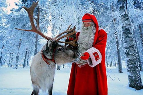Sự thật bất ngờ về tuần lộc, loài vật hùng vĩ chở ông già Noel
