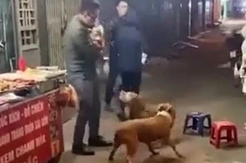 Clip: Chó Pitbull hung tợn lao vào tấn công chú chó nhỏ hơn làm 3 người phải chật vật can ngăn