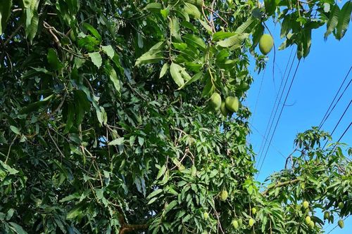 Liên kết đầu ra trái cây