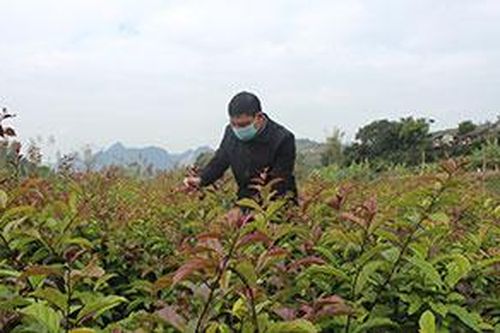 Nâng cao hiệu quả cây dược liêụTin khácNgành dân số Lạng Sơn: 60 năm xây dựng và phát triểnĐội Việt Nam tuyên truyền giải phóng quân - lực lượng tiền thân của Quân đội Nhân dân Việt Nam