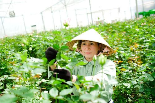 Cấp quyền sử dụng nhãn hiệu 'Đà Lạt - Kết tinh kỳ diệu từ đất lành' cho 615 tổ chức, cá nhân