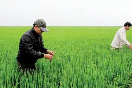 Kinh tế Nông nghiệp - Nông thôn Biết độc hại nhưng người nông dân vẫn phải sử dụng