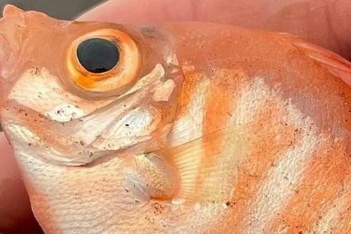 Đi dạo, giật mình thấy cá biển sâu hiếm gặp 'lạc trôi' vào bờ biển