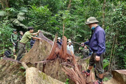 'Xẻ thịt' rừng Bắc Hướng Hóa: Cần khoảng 400 triệu đồng để khởi tố vụ án