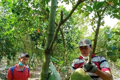 Giá mít ở ĐBSCL siêu rẻ chỉ còn 4.000đ/kg nhưng nông dân vẫn 'ngóng' thương lái
