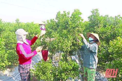 Dồn sức chăm sóc cây vụ tết