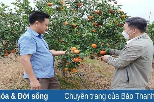 Làm giàu từ mô hình trồng cây ăn quả trên đất đồi núi