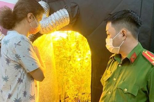 Người nước ngoài thuê nhà để trồng cần sa trong phòng ngủ