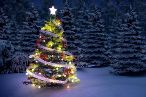 Vì sao người ta chỉ trang trí Noel bằng cây thông?