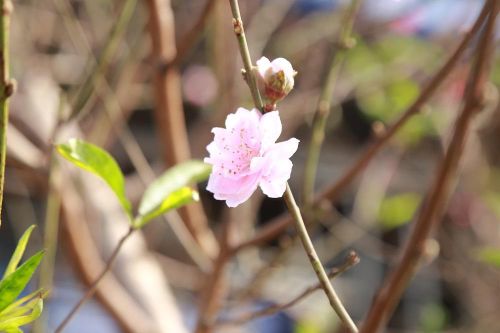 Cận cảnh hoa đào, lê nở sớm tưng bừng sắc xuân xuống phố
