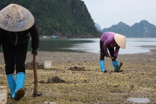 Quảng Ninh: Cận cảnh đi săn sá sùng kiếm tiền triệu mỗi ngày