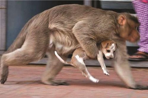 Bắt được 2 con khỉ từng giết chó để báo thù