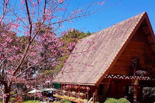 Hoa Mai anh đào bừng nở khắp buôn làng K'Ho đẹp nao lòng