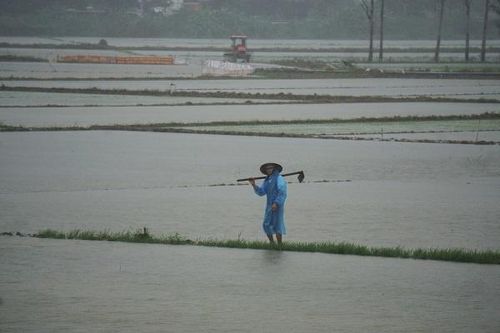 Nông dân Đà Nẵng 'khóc ròng' nhìn ruộng lúa vừa gieo bị mưa lớn nhấn chìm