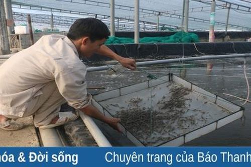 Phát triển nuôi trồng thủy sản ở xã Hoằng Hà