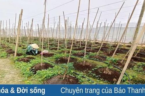 Như Xuân: Hiệu quả từ tái cơ cấu sản xuất nông nghiệp