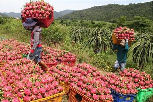 Hàng trăm nghìn tấn nông sản sẵn sàng chờ tiêu thụ dịp Tết