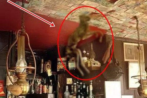 Đang dọn dẹp thì có 'vật lạ' rơi xuống từ trần nhà, 2 vợ chồng tái mặt sau khi nhìn kỹ