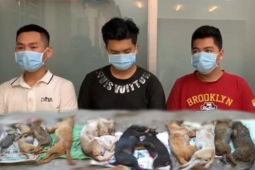 Đường dây trộm 1.200 con chó ở TP.HCM hoạt động ra sao?