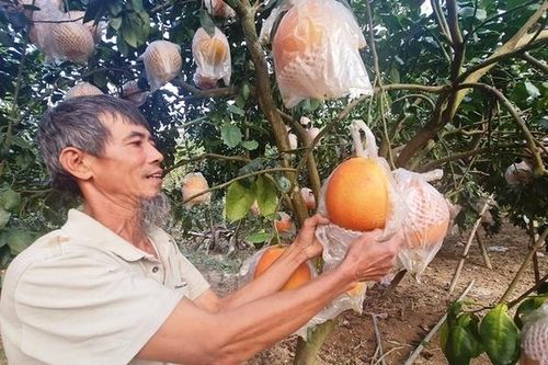Tranh nhau đặt cọc bưởi đỏ 'tiến Vua' chuẩn bị Tết Nguyên đán