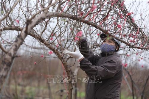Đào Nhật Tân chuẩn bị phục vụ Tết Nhâm Dần 2022