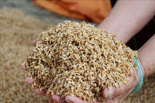 Hàng nghìn ha lúa vụ Đông Xuân vừa gieo sạ bị ngập úng