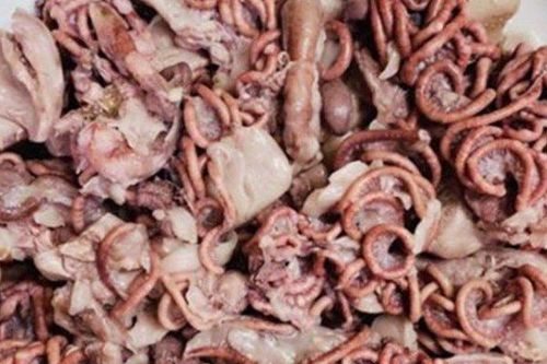 Đặc sản giống con giun nhưng được ví ngon như gan ngỗng Pháp