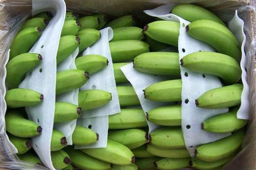 Nhật Bản tăng nhập khẩu chuối từ thị trường Việt Nam