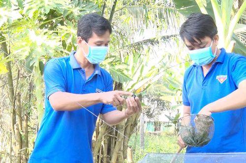 Triển vọng từ mô hình nuôi ốc bươu đen