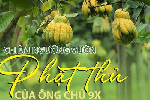 Chiêm ngưỡng vườn phật thủ sai lúc lỉu của ông chủ 9X