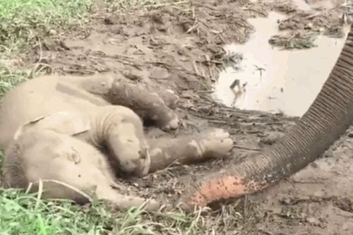 Thấy con nằm bất động, voi mẹ vội kiểm tra hơi thở và cái kết