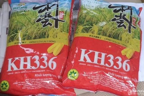 Chứa 2 tấn lúa giống chưa được cấp phép, một cơ sở ở TP Vinh bị đề xuất xử phạt gần 80 triệu đồng