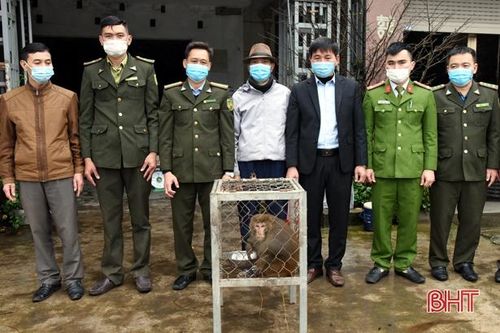 Bàn giao cá thể khỉ đuôi lợn nặng 6kg cho Vườn Quốc gia Vũ Quang