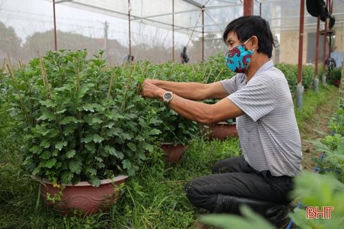Làng hoa có tiếng ở Hà Tĩnh 'chạy nước rút' chăm cây, đón nụ