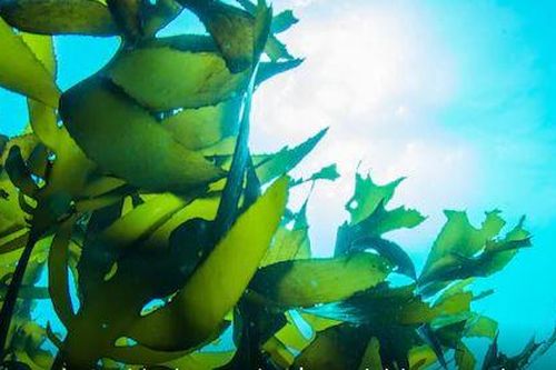 Israel phát triển phương pháp thu hoạch dòng điện từ rong biển