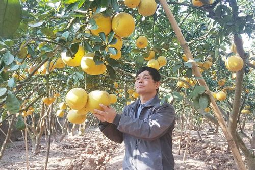 Khó tiêu thụ cây ăn quả có múi chính vụ