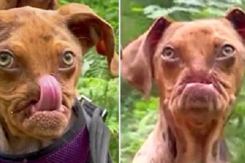 Lạ lùng chú chó siêu cute mang khuôn mặt của 'ông già khó tính'