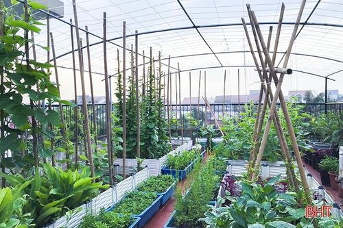 Ngắm 'nông trại nhỏ' trên sân thượng của mẹ đảm Hà Tĩnh