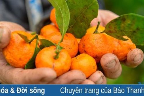 Mùa thu hoạch quýt hôi ở Pà Ban