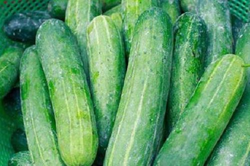 Muốn biết dưa chuột có bị tẩm hóa chất để lớn hay không hãy nhìn vào lớp phấn mỏng phủ bên ngoài vỏ dưa