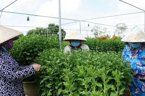 Làng hoa lớn nhất miền Tây vào vụ Tết