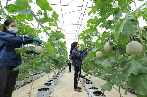 Nghị quyết của Chính phủ tháo gỡ vướng mắc trong lĩnh vực nông nghiệp và phát triển nông thôn